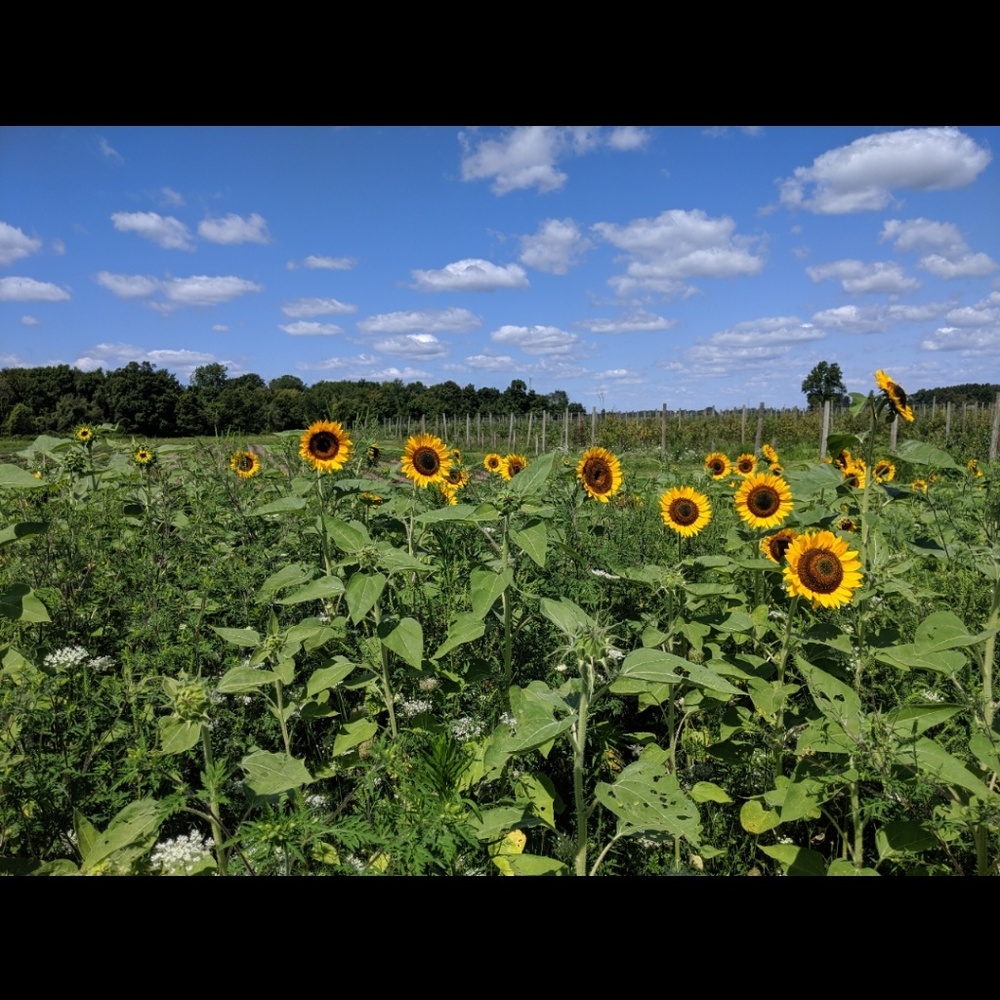 Meet your Posher, Elise